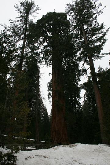20-Sequoia 0003.JPG